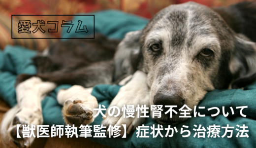 犬の慢性腎不全について【獣医師執筆監修】症状から治療方法